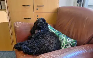 Pomohli jste Medvídkovi Pú k lepšímu zraku