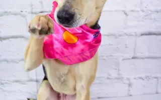 Pomozte opuštěným a týraným psům domů 🩷 LookingForPets