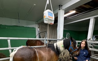 Navraťme koníka Kelima do normálního života po autonehodě