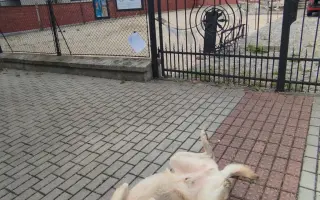 Zpátky do života - pomozte zvrátit těžké psí osudy