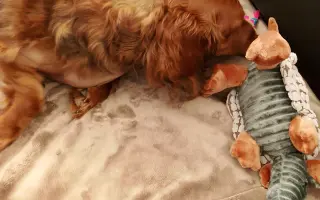 Pomoc pre Hectorka ❤️ držte tlapky, právě bojujeme 🍀
