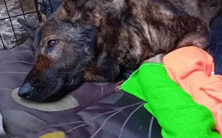 Pomoc Furině v boji s lupusem (SLE)