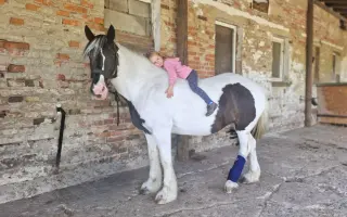 Pomozte kobylce znovu stát na nohou