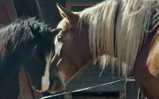 Nový kůň do hiporehabilitačního týmu