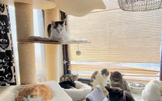 Veterinární péče pro kočičky z Kočičího štěstí, z.s. 🐈‍⬛