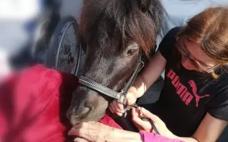 Poník Honzík potřebuje pomoci