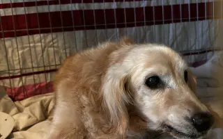 🙏🐾 Prosíme: "Pomozte nám uhradit veterinární péči pro pejsky bez domova." 🐾🙏