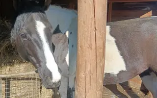 Videoklip k písni Holka od koní – pomozte mi být vidět a slyšet