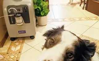 Kuki hledá pomoc pro svoji "paničku" - Bojujeme za každý den navíc