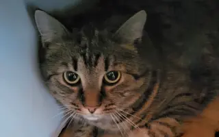 Veterinární péče pro kočičky z Kočičího štěstí, z.s. 🐈‍⬛