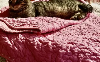 Pomozte sedmi kočkám zachráněných z ulice