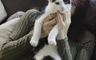 Pomoc s léčbou kocourka Shadyho