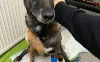 Podejme Radeše pomocnou ruku pro Mišunky boj s nemocí