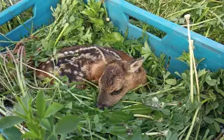 Dron pro záchranu srnčat – každý život se počítá 🍀