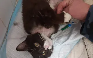 Operace kočičky Páji