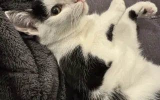 Pomoc s léčbou kocourka Shadyho