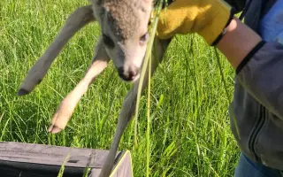 Mláďata na jaře, ostatní zvířata celoročně - ti všichni nás potřebují!