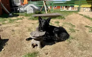 Srdce pro útulek Tibet – Společně zachraňujeme zvířecí životy