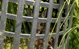 Pomozte nám zachránit srnčata před sekačkami 🌱🦌