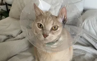 Poslední krok k životu bez bolesti pro Tramínka