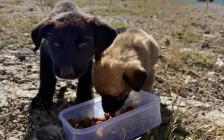 Miska naděje - pro toulavé psy v Arménii