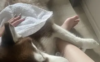 Dinno psík s epilepsií