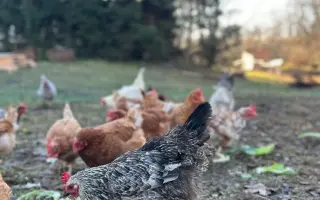 Bezpečný výběh pro slepičky, které dostaly druhou šanci