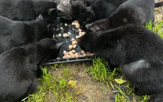 POMOZTE NÁM ZASTAVIT KRUH KOČIČÍHO UTRPENÍ. Víme jak na to, ale bez vás to nezvládneme.