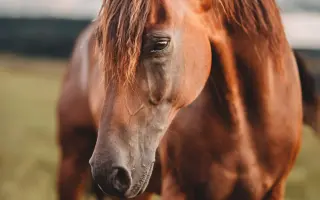 Pomozme Sannymu zvládnout  boj se vzácnou nemocí