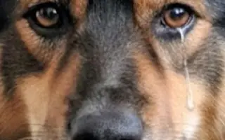 Zachraňme společně nemocného Badýska