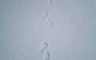 Brdy ji schovaly, lidé ji našli - pomozme fence Týnce uzdravit tlapku 🐾