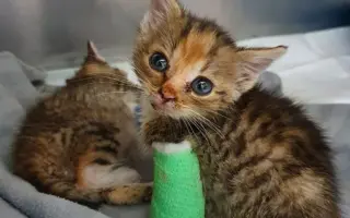 Dej šanci bezbranným psům a kočkám ve spolku Pet Heroes z.s.