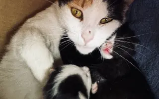 Pomoc pro kočičí maminku a její miminka