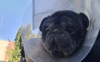 Pomozte nemocnému Maxovi a 14 drobečkům z velkomnožírny!