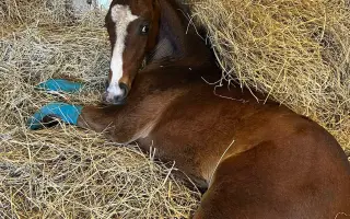 Miracle Joy After Storm ✨🐴