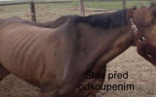 Důstojný život a operace pro koně