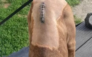 ❤️ Pomozme Ladynce znovu běhat 🐾