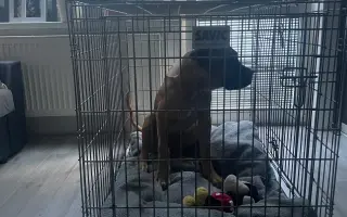 ❤️ Pomozme Ladynce znovu běhat 🐾