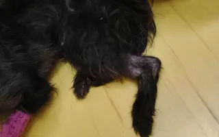 Pomoc pro Lokiho po autonehodě