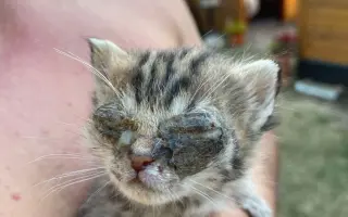 🎄 Rok 2026 pro kočky v Mostě – Pomozte nám ho zvládnout