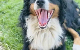 Pomozte Maxovi znovu běhat! 🐾