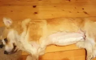Pomozme Hanny znovu žít, život který miluje