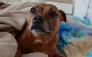 Pomoc při boji s rakovinou pro Pupču