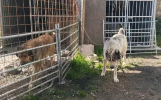 Zpátky do života - pomozte zvrátit těžké psí osudy