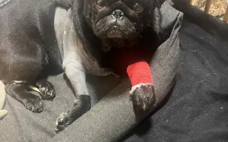 Záchrana nožičky pro Franka