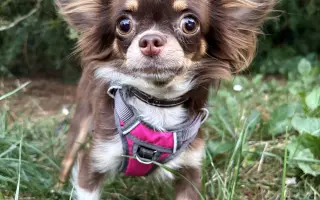 Pomozme Xyrušče znovu běhat 🐾♥️