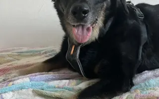 Veterinární péče pro velmi nemocného Čendu a Ronečka