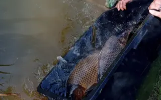 Obnova života rybníka po otravě ryb