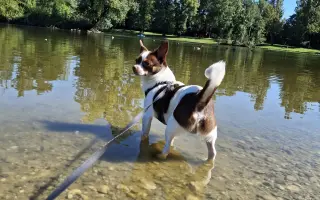 Bezbolestný pohyb pro Bobbyho