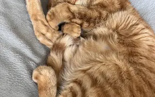 Druhá šance pro kocoura Joeyho